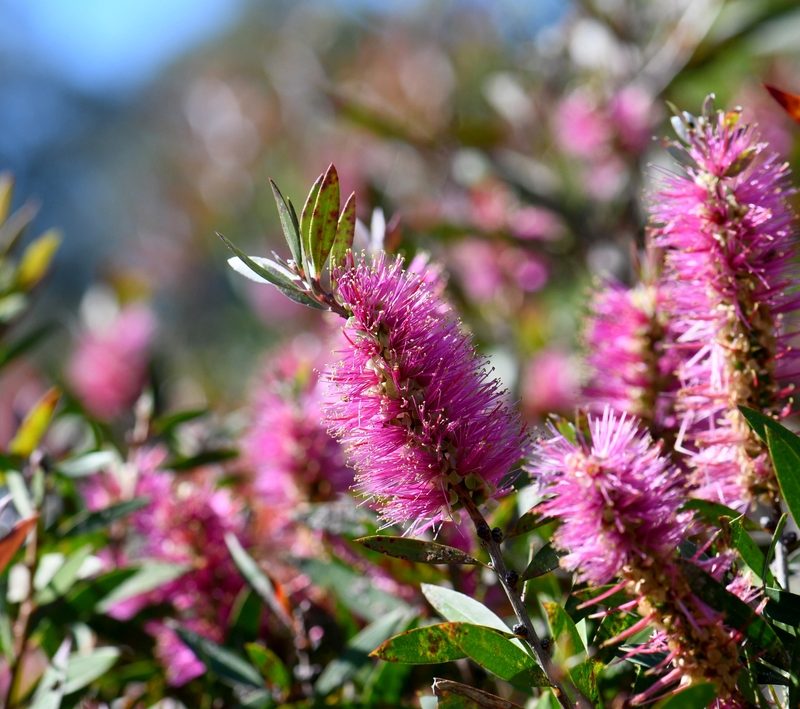 Easy Garden Maintenance Tips to Keep Your Plants Healthy