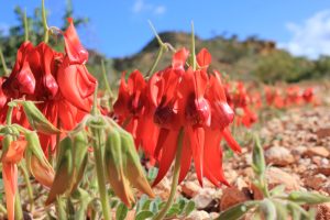 Sturt’s Desert Pea (Swainsona formosa)