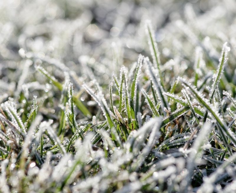 Winter frosted grass