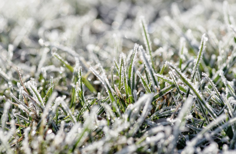 Protect Your Plants from Frost