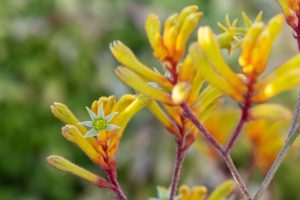 Kangaroo Paw (Anigozanthos)