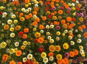 Gazania (Gazania rigens)