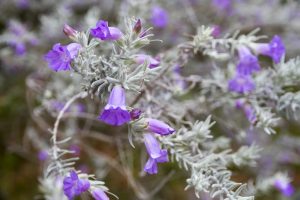 Eremophila (Emu Bush)