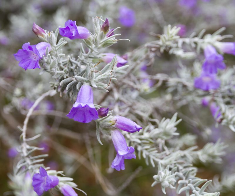 Eremophila (Emu Bush)
