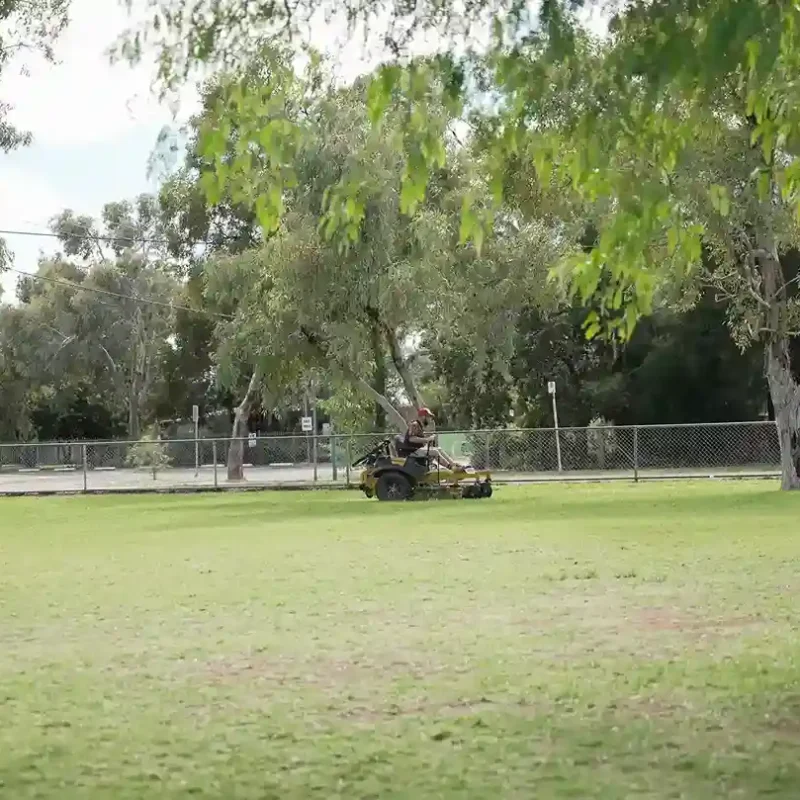 drought tolerant backyard
