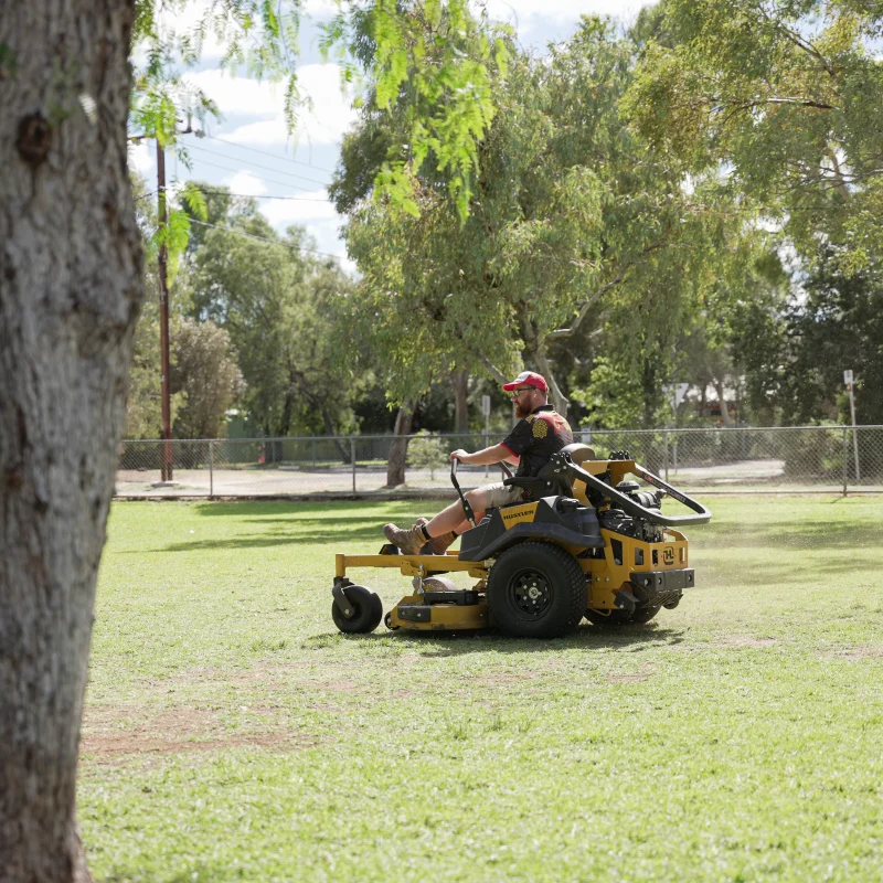 Tree removal