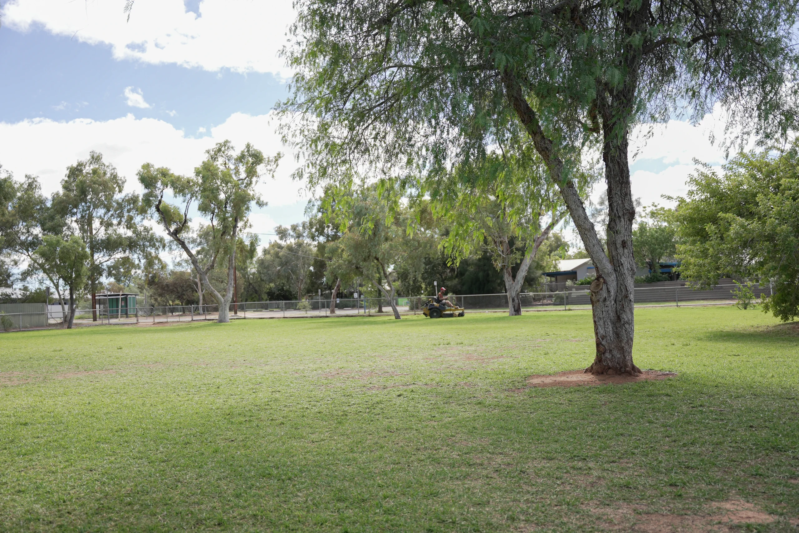 Why Hire a Professional Tree Pruning Service Over DIY?