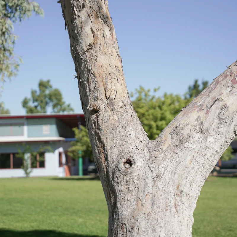 Tree Removal